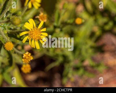 Dittrichia viscosa, Falsche Yellowhead Pflanze in Blume Stockfoto