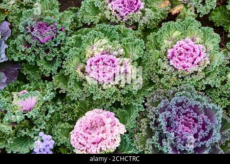 Draufsicht auf bunte und schöne dekorative Kohl. Verschiedene dekorative Kohl. Stockfoto