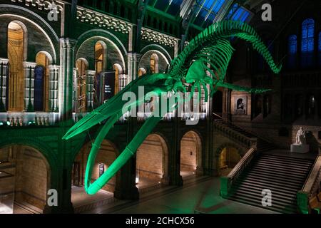 0001. MÄRZ 16 REDAKTIONELLE VERWENDUNG NUR "Hope" der Wal im Natural History Museum in London wird von Tourism Ireland zum St. Patrick's Day, der an diesem Samstag stattfindet, grün beleuchtet Stockfoto