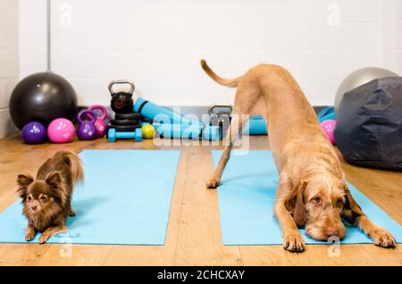 MONTAG, DEN 0001. MÄRZ 19, IST FÜR DIE REDAKTIONELLE VERWENDUNG NUR EIN Vizsla-Hund namens Maple und ein chihuahua namens Lucky Pose auf Yogamatten, wenn Argos das Haus der Fitness einführt und neue Trends wie "Petscercise", das laut Forschung das neueste Workout der Wahl ist, aufnimmt. Stockfoto