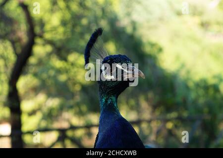 Schöner Pfauenkopf. Portrait von schönen männlichen Pfau Nahaufnahme. Schauen Sie sich um Stockfoto