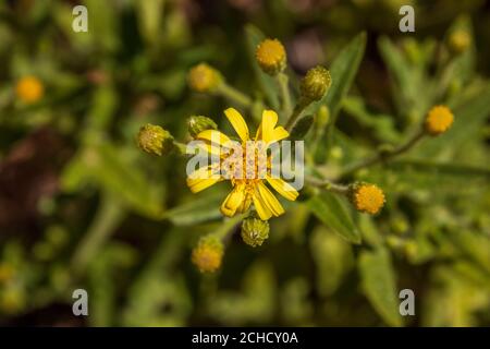 Dittrichia viscosa, Falsche Yellowhead Pflanze in Blume Stockfoto