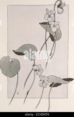 . Keramic Studio . TASSE UND UNTERTASSE – EDITH E. LONG o IL gesamte Oberfläche von Tasse und Untertasse mit Frys Spezial Öl und Staub mit Pearl Grey und einem Hauch von Gelb. Zweites Feuer: Zeichnen Sie das Design nach, und malen Sie die Blätter mit Apple Green und ein wenig Gelbgrün. Weiß emailliert towhich wurde ein sehr wenig Albert Yellow hinzugefügt, um ita Creme Farbe zu machen. RERAMIC STUDIO. VIOLETTE STUDIE – ALICE WILLITS DONALDSON MALEN Veilchen mit Violett Nr. 2 und ein wenig Banderblau.Zitronengelb in den Zentren. Die Blätter sind Apfelgrün, Gelbgrün und Schattierung Grün. Die dunklen Stellen auf leavesare Shading Green mit ein wenig Schwarz. Farbe b Stockfoto