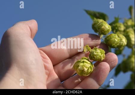 Nahaufnahme von frischen grünen Hopfen in man Hand Stockfoto