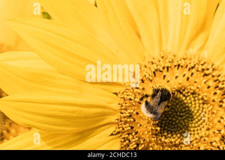 Hummel auf einer Sonnenblumenblume, Nahaufnahme. Hochwertige Fotos Stockfoto
