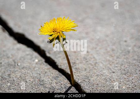 Eine gelbe Löwenzahn Blume wächst aus einem Riss in Beton oder Zement. Das Konzept von Wachstum, Überwindung von Schwierigkeiten, Stärke, Hoffnung und Wiedergeburt. Stockfoto