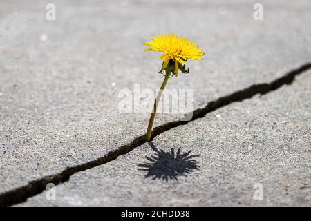 Eine gelbe Löwenzahn Blume wächst aus einem Riss in Beton oder Zement. Das Konzept von Wachstum, Überwindung von Schwierigkeiten, Stärke, Hoffnung und Wiedergeburt. Stockfoto