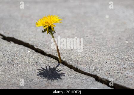 Eine gelbe Löwenzahn Blume wächst aus einem Riss in Beton oder Zement. Das Konzept von Wachstum, Überwindung von Schwierigkeiten, Stärke, Hoffnung und Wiedergeburt. Stockfoto