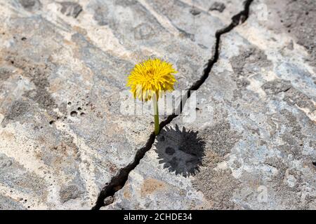 Eine gelbe Löwenzahn Blume wächst aus einem Riss in Beton oder Zement. Das Konzept von Wachstum, Überwindung von Schwierigkeiten, Stärke, Hoffnung und Wiedergeburt. Stockfoto