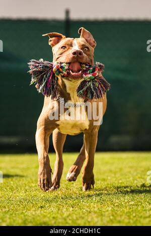 Hund läuft im Hinterhof, amstaff Terrier mit Seil Spielzeug läuft in Richtung Kamera. Stockfoto