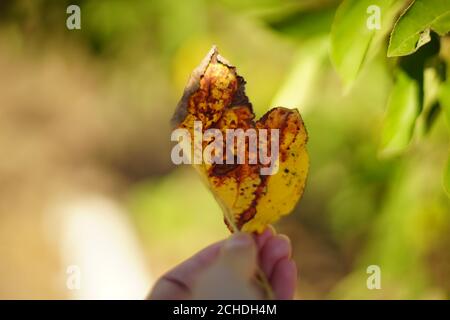 Finger halten zwei gelb braune Herbstblätter in sonnigen Garten. Stockfoto
