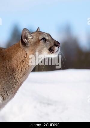 Cougar oder Mountain Lion (Puma concolor) gehen im Winterschnee in Montana, USA Stockfoto