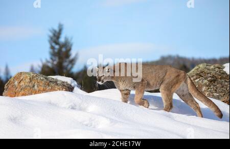 Cougar oder Mountain Lion (Puma concolor) gehen im Winterschnee in Montana, USA Stockfoto