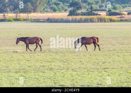 Reinrassige andalusische spanische Pferde, Stuten grasen im Donana Nationalpark, Naturschutzgebiet in Feuchtgebieten Stockfoto