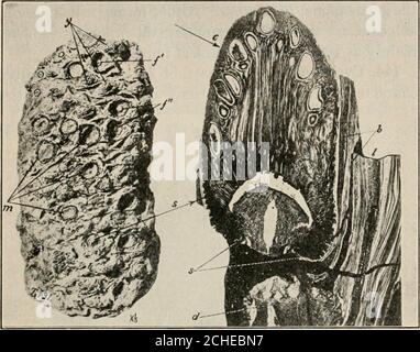 . Vererbung und Evolution in Pflanzen . ABB. 96. – Cycas circinalis. Spitze des Stammes, zeigt zahlreiche Blatt-Stiele, und die große Terminal-Kegel. Foto vom Exemplar im BrooklynBotanic Garden. (Siehe Abb. 95.) wurden vom Geologen Buck-Land Cycadeoidea genannt. Das ursprüngliche Nanir der Ordnung wurde aus DER EVOLUTION DER PFLANZEN 213 abgeleitet. ABB. 97. – Cycadeoidea Wielandi. Links ein fein erhaltener Trunktragender, viele Eiszapfen mit Samen, die sich der Reife nähern, und eine geringere Anzahl von jungen oder abtreibenden Zapfen. /, Buchse eines Schuppen ornon-konserviert mit umgebenden Bracts noch vorhanden; Stockfoto