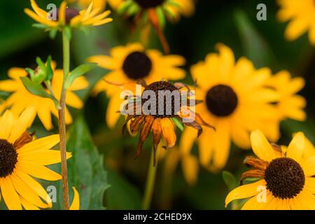 Gelbe Kegelblumen Stockfoto