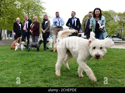 REDAKTIONELLE VERWENDUNG NUR Cuillin, ein Labrador Cross Pudel, der Monica Lennon MSP beim diesjährigen Holyrood Dog of the Year Wettbewerb gehört, der gemeinsam von Dogs Trust und dem Kennel Club in den Scottish Parliament Gardens in Edinburgh organisiert wird. Stockfoto