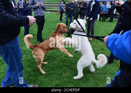 REDAKTIONELLE VERWENDUNG NUR Buster der Golden Retriever von David Torrance MSP interagiert mit Cuillin, einem Labrador-Kreuzpudel von Monica Lennon MSP, beim diesjährigen Holyrood Dog of the Year Wettbewerb, der gemeinsam von Dogs Trust und dem Kennel Club in den Scottish Parliament Gardens in Edinburgh veranstaltet wird. Stockfoto