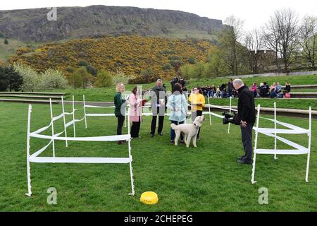 REDAKTIONELLE VERWENDUNG NUR Cuillin, ein Labrador Cross Pudel, der Monica Lennon MSP beim diesjährigen Holyrood Dog of the Year Wettbewerb gehört, der gemeinsam von Dogs Trust und dem Kennel Club in den Scottish Parliament Gardens in Edinburgh organisiert wird. Stockfoto