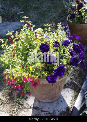 Violette Petunien und rote Begonien in einem großen Topf Ein Garten Stockfoto