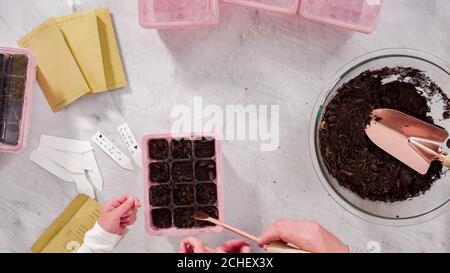 Flach liegend. Kleines Mädchen hilft Pflanzen Samen in Saatgutvermehrer mit Boden. Stockfoto