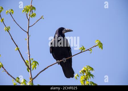 Rook (Corvus frugilegus) sitzt im Frühling auf einem Baum. Stockfoto