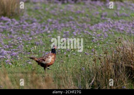 Gewöhnlicher Fasan (Phasianus colchicus) in den Salzwiesen auf der ostfriesischen Insel Juist, Deutschland. Stockfoto