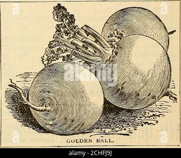 . Mittsommerkatalog : 1896, für Sommerpflanzen, Topfpflanzen Erdbeerpflanzen, Kohl- und Blumenkohl-Pflanzen, Sellerie und andere Gemüsepflanzen, für Sommersaat, Gemüsesamen, Rüben, Ruta baga, mangel und Farmsamen, Rasen-Grundausstattung, Insektizide, Fungizide und Geräte für die Anwendung. PETER HENDERSON & CO., NEW YORK – RUTA BAGAS. E^-SUMHER IST DIE TIHE TO SOW Si: Ruta Batas, russische oder schwedische Rüben. Stockfoto