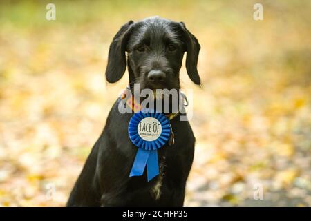 GESPERRT BIS 0001 DIENSTAG 5. NOVEMBER REDAKTIONELLE VERWENDUNG NUR Polly, ein Pointador-Welpe aus Glasgow wird als erste Gewinner des ???Face of Amazon Pets??? Wettbewerb, erhalten ein professionelles Fotoshooting und ??1,000 mit dem Online-Händler zu verbringen. PA-Foto. Ausgabedatum: Dienstag, 5. November 2019. Polly wurde aus Tausenden von Einträgen bei Amazon???s landesweiter Suche ausgewählt, um den Start der neuen Einkaufsseite des Online-Händlers Pet Profiles zu markieren. Tierbesitzer, die mit dem Hashtag #AmazonPets2019 in den sozialen Medien eingestiegen sind. Bildnachweis sollte lauten: Euan Cherry/ Stockfoto