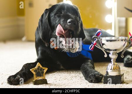 GESPERRT BIS 0001 DIENSTAG, 5. NOVEMBER. NUR FÜR REDAKTIONELLE ZWECKE. Polly, ein Pointador-Welpe aus Glasgow, wird als erster Gewinner des "Face of Amazon Pets"-Wettbewerbs bekannt gegeben und erhält ein professionelles Fotoshooting und £1,000 für den Online-Händler. Stockfoto