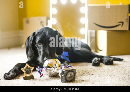 Polly, ein Pointador-Welpe aus Glasgow, wird als erste Gewinner des ???Face of Amazon Pets??? Bekannt gegeben. Wettbewerb, erhalten ein professionelles Fotoshooting und ??1,000 mit dem Online-Händler zu verbringen. PA-Foto. Ausgabedatum: Dienstag, 5. November 2019. Polly wurde aus tausenden von Einträgen bei Amazon???s landesweiter Suche ausgewählt, um den Start der neuen Einkaufsseite des Online-Händlers Pet Profiles zu markieren. Tierbesitzer werden durch das Posten von Bildern und Videos in den sozialen Medien mit dem Hashtag #AmazonPets2019 eingetragen. Bildnachweis sollte lauten: Euan Cherry/PA Wire Stockfoto