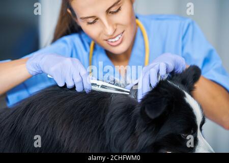 Weibliche Tierarzt Entfernen von Zecke und Untersuchung eines Hundes in der Klinik Stockfoto