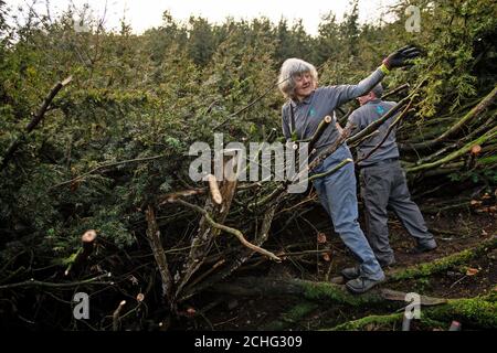 Freiwillige, die während der jährlichen Prune der 400 Jahre alten Eibe im Shugborough Estate des National Trust in Staffordshire am "Great Yew" teilnehmen. Stockfoto