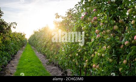 Ein Apfelgarten namens 'Altes Land' in der Nähe von Hamburg. Stockfoto