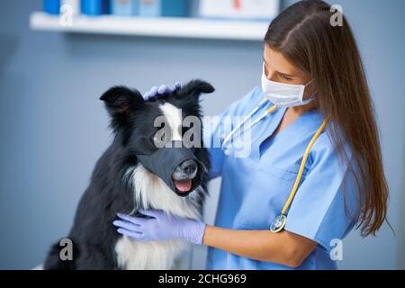 Weibliche Tierarzt Untersuchung eines Hundes in der Klinik Stockfoto