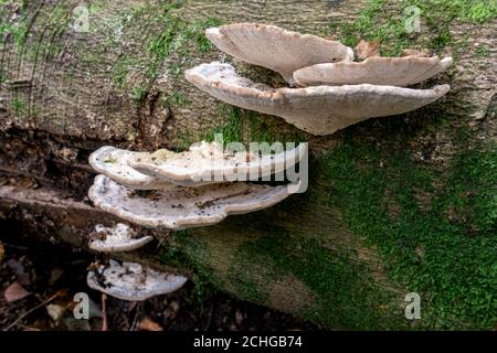 Regalpilz, auch Bracketpilz (basidiomycete) genannt, der auf einem gefallenen Baum wächst Stockfoto