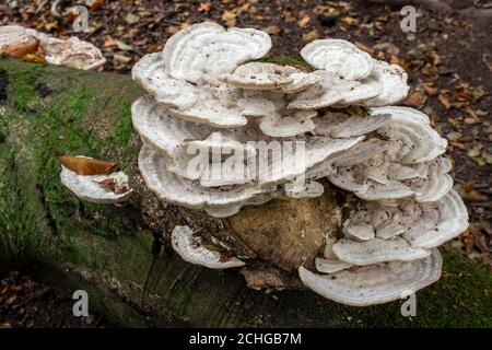 Regalpilz, auch Bracketpilz (basidiomycete) genannt, der auf einem gefallenen Baum wächst Stockfoto