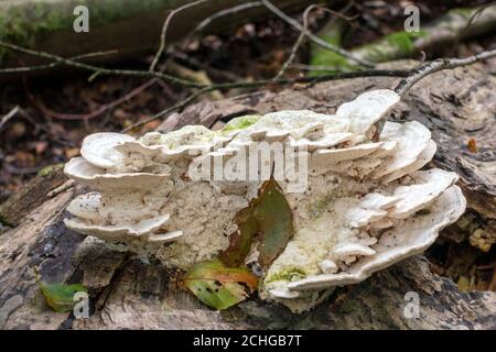 Regalpilz, auch Bracketpilz (basidiomycete) genannt, der auf einem gefallenen Baum wächst Stockfoto