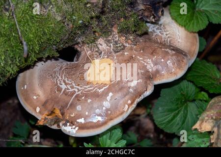Regalpilz, auch Bracketpilz (basidiomycete) genannt, der auf einem gefallenen Baum wächst Stockfoto