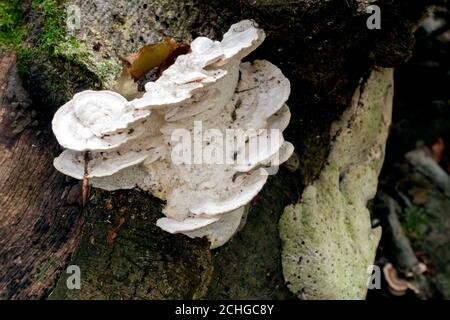 Regalpilz, auch Bracketpilz (basidiomycete) genannt, der auf einem gefallenen Baum wächst Stockfoto