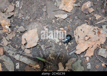 Mistkäfer (Scarabaeinae) beim Spaziergang entlang des Waldbodens Stockfoto