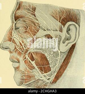 . Buch der operativen Chirurgie. ron, Berlin, 1905. SURGERV VON EINZELNEN PERIPHEREN NERVEN 217 Rollets Operation, bei der die Hautschnitte mit der Tlie-Linie korrespondiert, bei der die Tlie-Knochen geteilt werden, ist auch eine ausgezeichnete Methode hinsichtlich der Richtung des Hauteinschnitts. Tumoren im oberen und inneren Bereich des Orbits müssen über einen adiiferenten Weg angegangen werden, wenn der Augapfel erhalten bleiben soll, nämlich durch unseren normalen Schnitt, der den oberen Teil der Nasenhöhle ausstellt. Von den Augenbrauen bis zum Nasenrücken wird ein Schnitt gemacht. Der Nasenknochen und der nasale Prozess der Superiormaxi Stockfoto