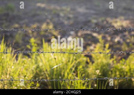 Stacheldrahtzaun mit Regentropfen darauf am Morgen. Stockfoto