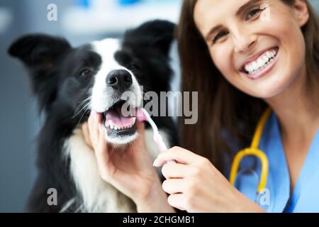 Weibliche Tierarzt Untersuchung eines Hundes in der Klinik Stockfoto