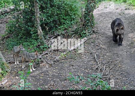 0001. JUNI 18 vier europäische Braunbären und fünf graue Wölfe, die zum ersten Mal in Bear Wood, einem neuen Gehege im Bristol Zoo's Wild Place Projekt, in britischen Wäldern zusammenleben. Stockfoto