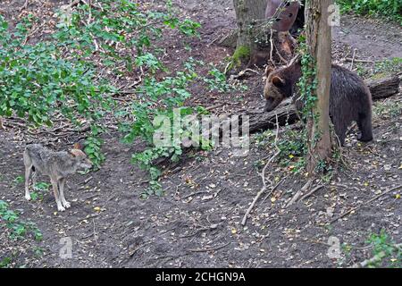 0001. JUNI 18 vier europäische Braunbären und fünf graue Wölfe, die zum ersten Mal in Bear Wood, einem neuen Gehege im Bristol Zoo's Wild Place Projekt, in britischen Wäldern zusammenleben. Stockfoto