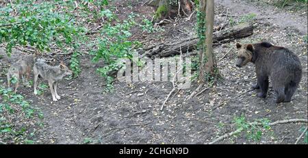 Vier europäische Braunbären und fünf graue Wölfe, die erstmals in Bear Wood, einem neuen Gehege im Wild Place-Projekt des Bristol Zoos, in britischen Wäldern zusammenleben. Stockfoto