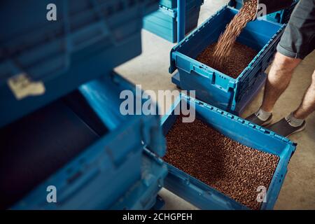 Männliche Arbeiter Ausgießen Kaffeebohnen in Plastikkiste Stockfoto