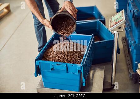 Männliche Arbeiter Ausgießen Kaffeebohnen in Plastikkiste auf Schuppen Stockfoto