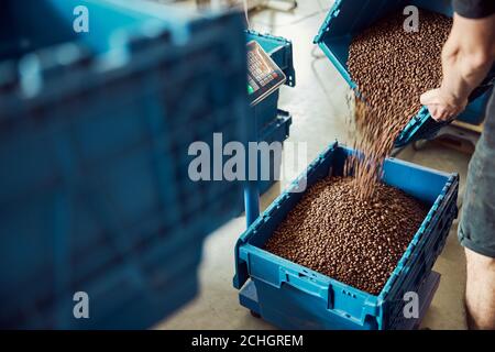 Junger Mann gießt Kaffeebohnen in Plastikkiste Stockfoto